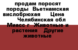 продам поросят породы “Вьетнамская вислобрюхая“  › Цена ­ 3 000 - Челябинская обл., Миасс г. Животные и растения » Другие животные   . Челябинская обл.,Миасс г.